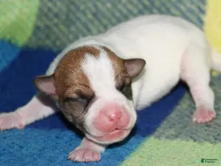 Rat Terrier dogs Mina - Ad 5