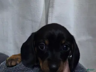 Dachshund dogs Dachshund Puppy 4 - Ad 38