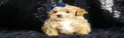 Maltipoo dogs for sale: Finley - Ad 3