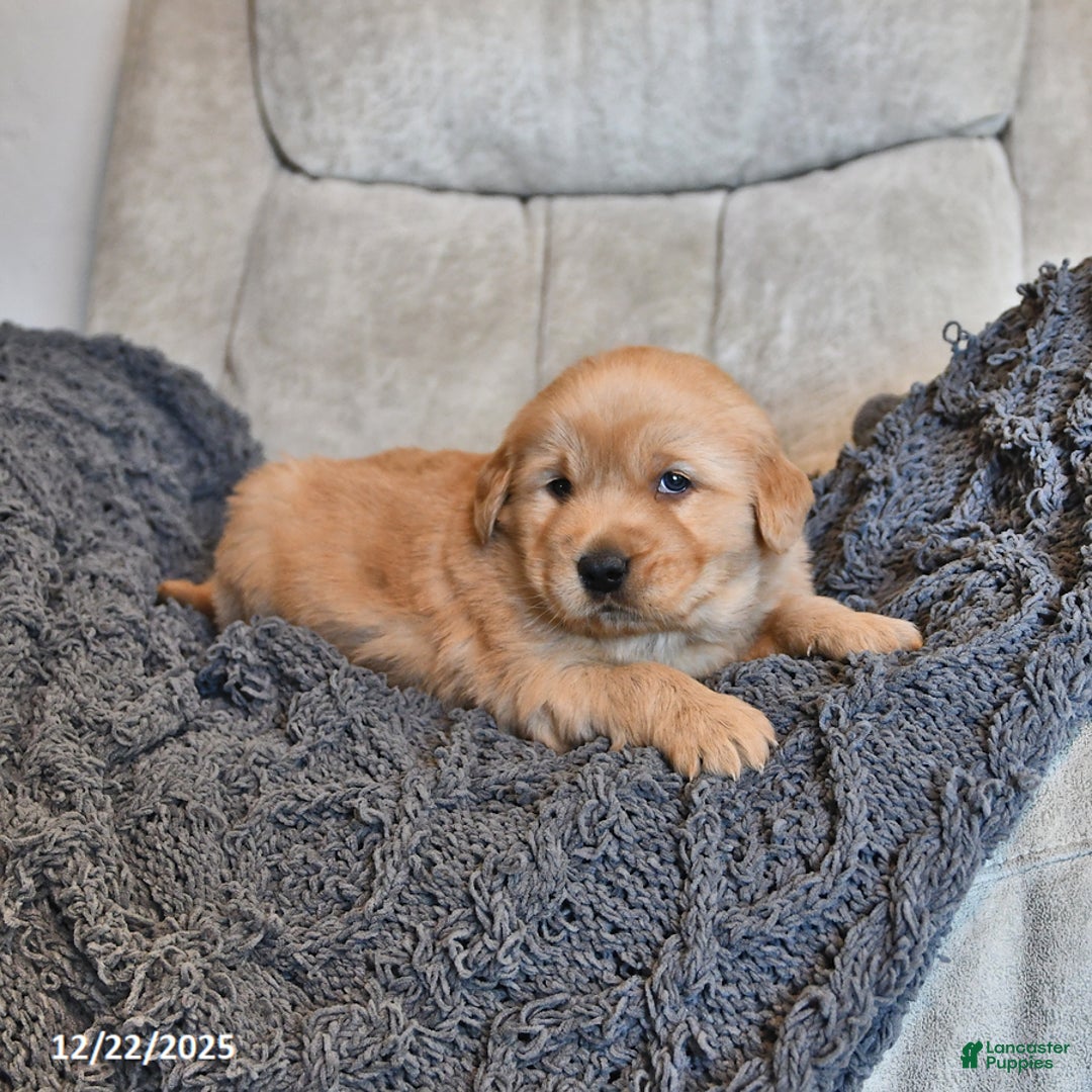 Golden Retriever dogs for sale: Sir Bentley - Ad 4