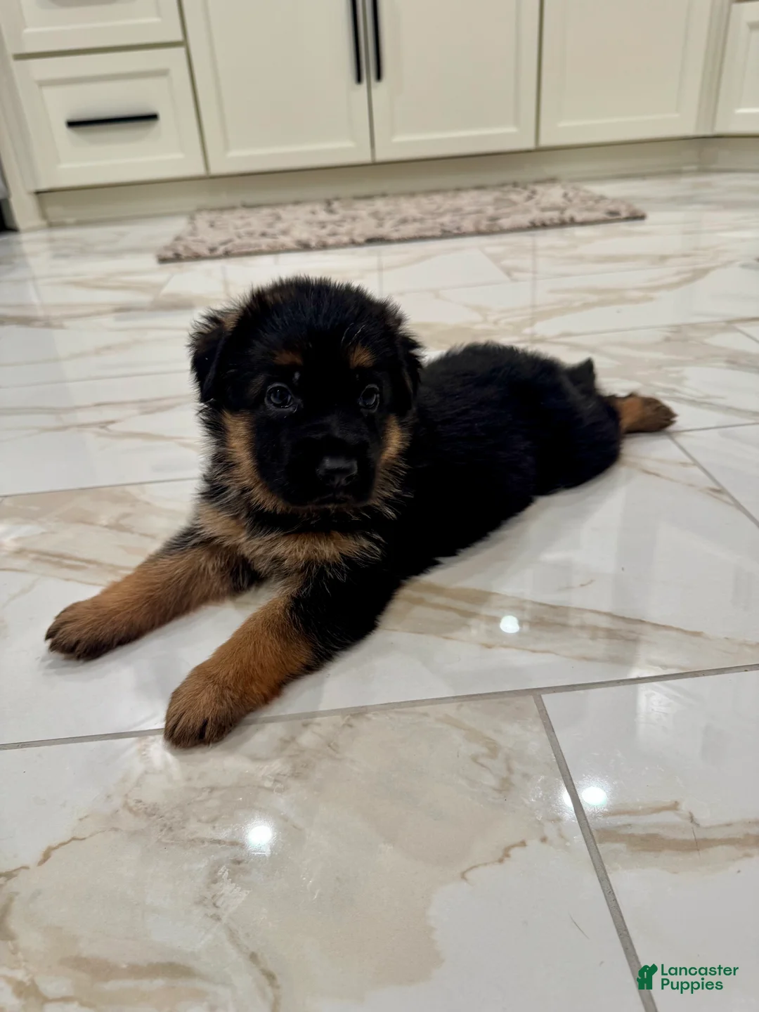 German Shepherd dogs for sale: German Shepherd Puppy 1 - Ad 5