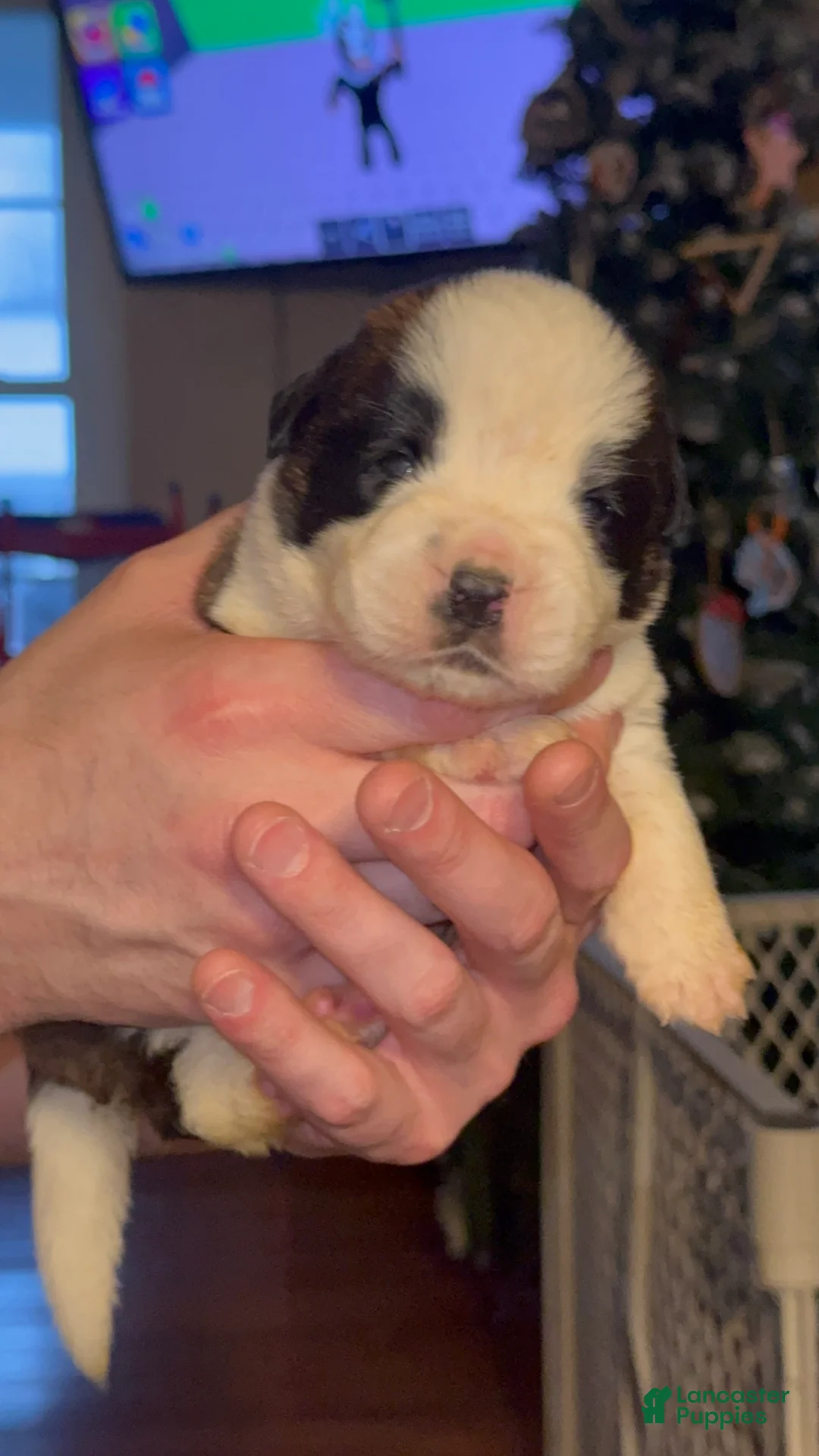 Saint Bernard dogs for sale: Tugs 🪢 - Ad 1