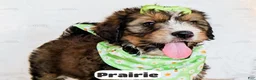 Bernedoodle dogs for sale: Prairie - Ad 5