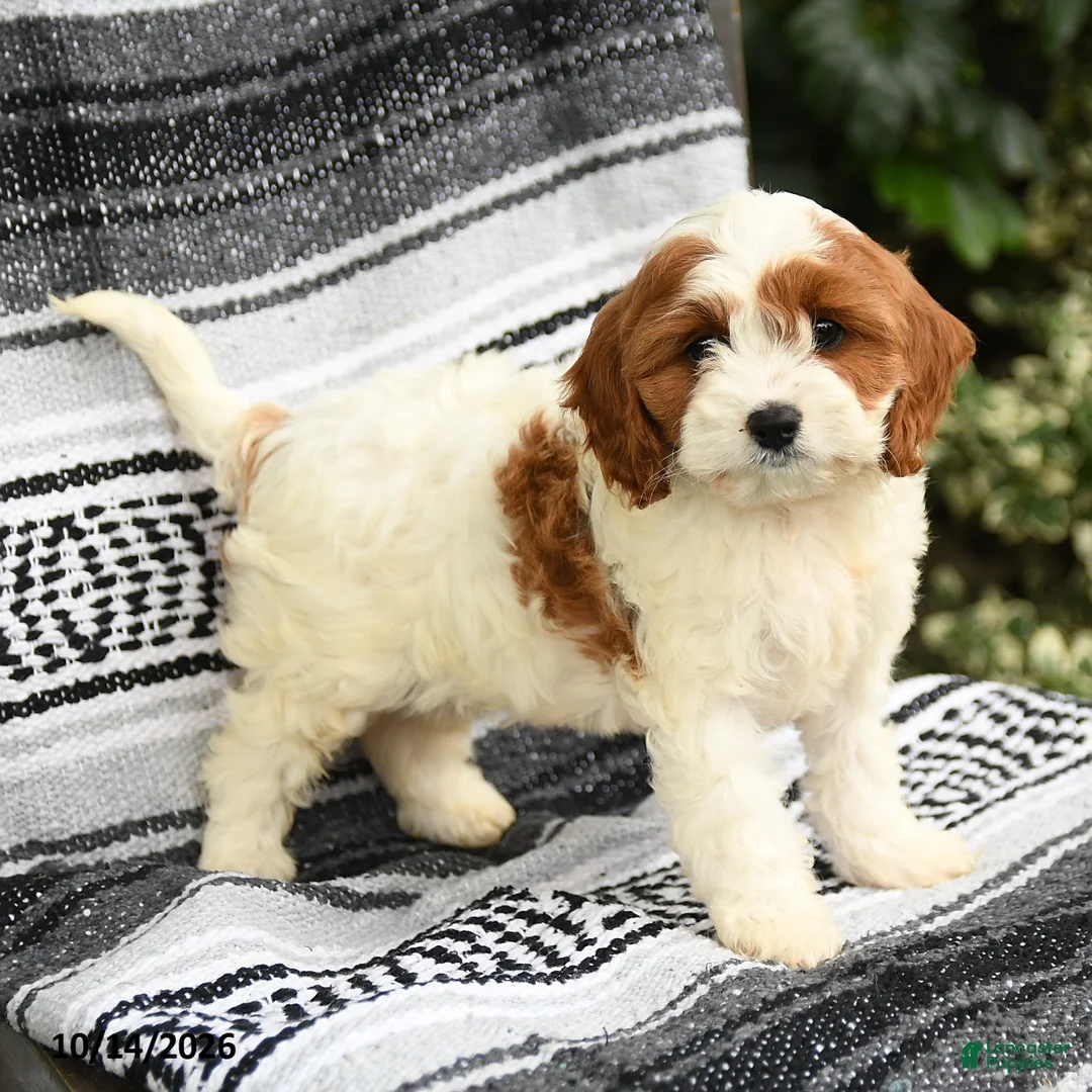 Cavapoo dogs for sale: Rosetta - Ad 1