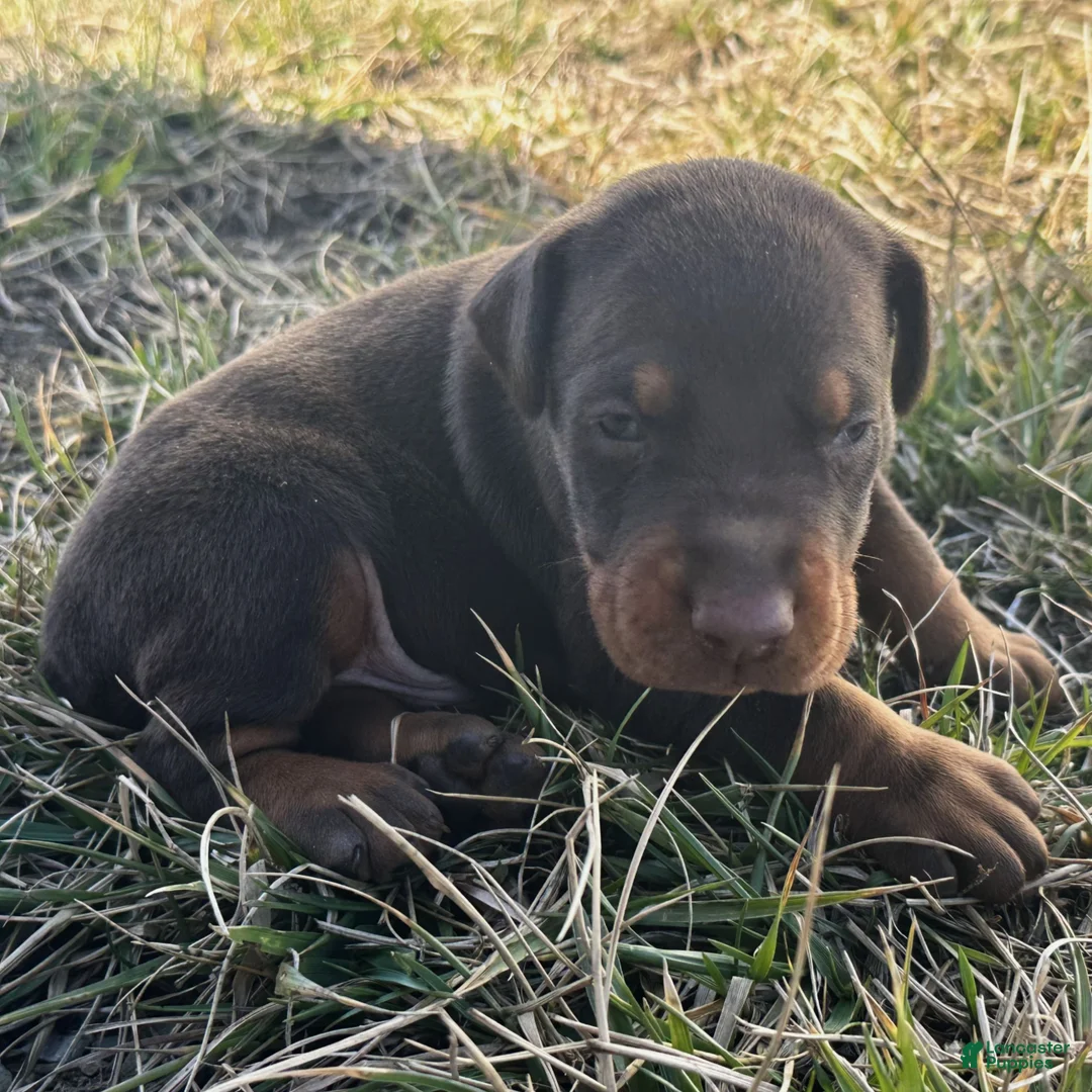 Doberman Pinscher dogs for sale: Biscuit  - Ad 1