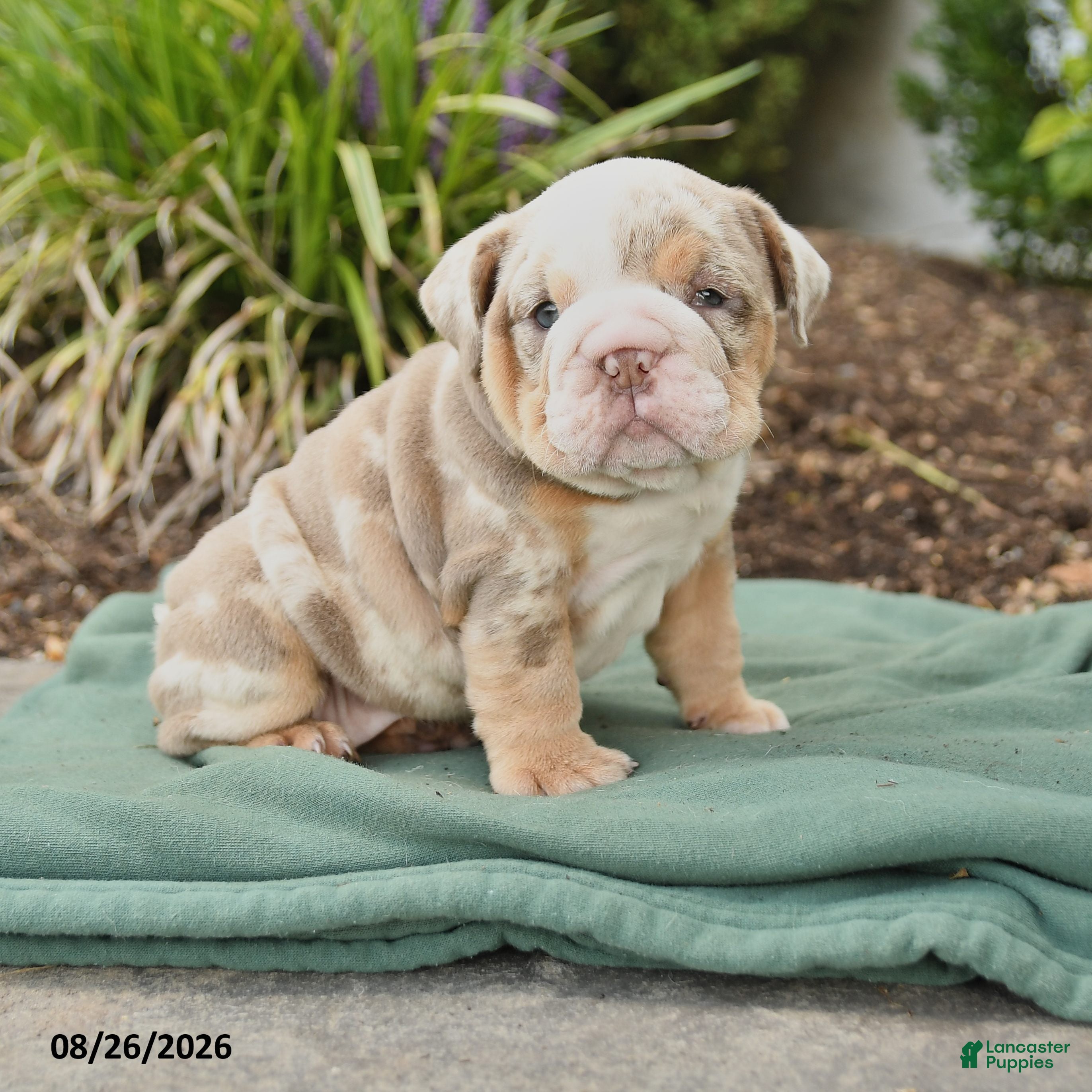 English Bulldog dogs Summer - Ad 1