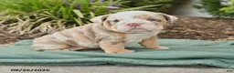 English Bulldog dogs for sale: Summer - Ad 1