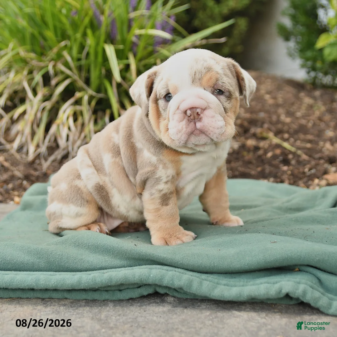 English Bulldog dogs for sale: Summer - Ad 1