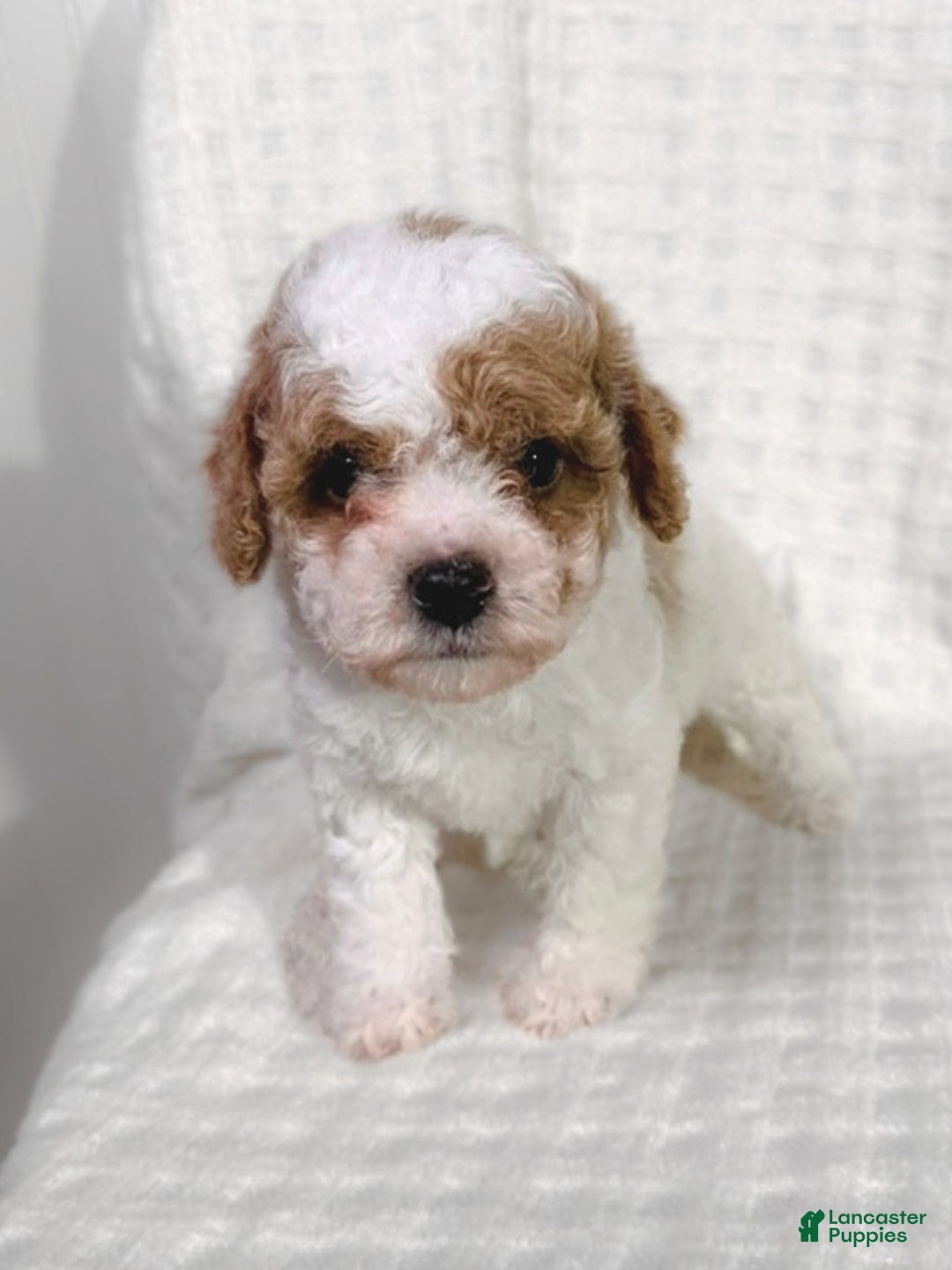 Cavapoo dogs for sale: Alfie - Ad 4