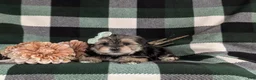 Morkie dogs for sale: Bethann 7 lbs Full Grown - Ad 5