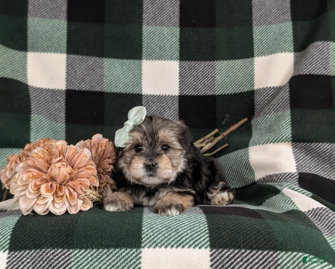Morkie dogs for sale: Bethann 7 lbs Full Grown - Ad 5