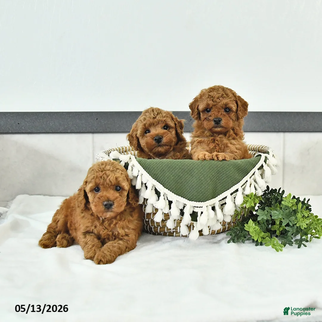 Toy Poodle dogs for sale: Rylan - Ad 5