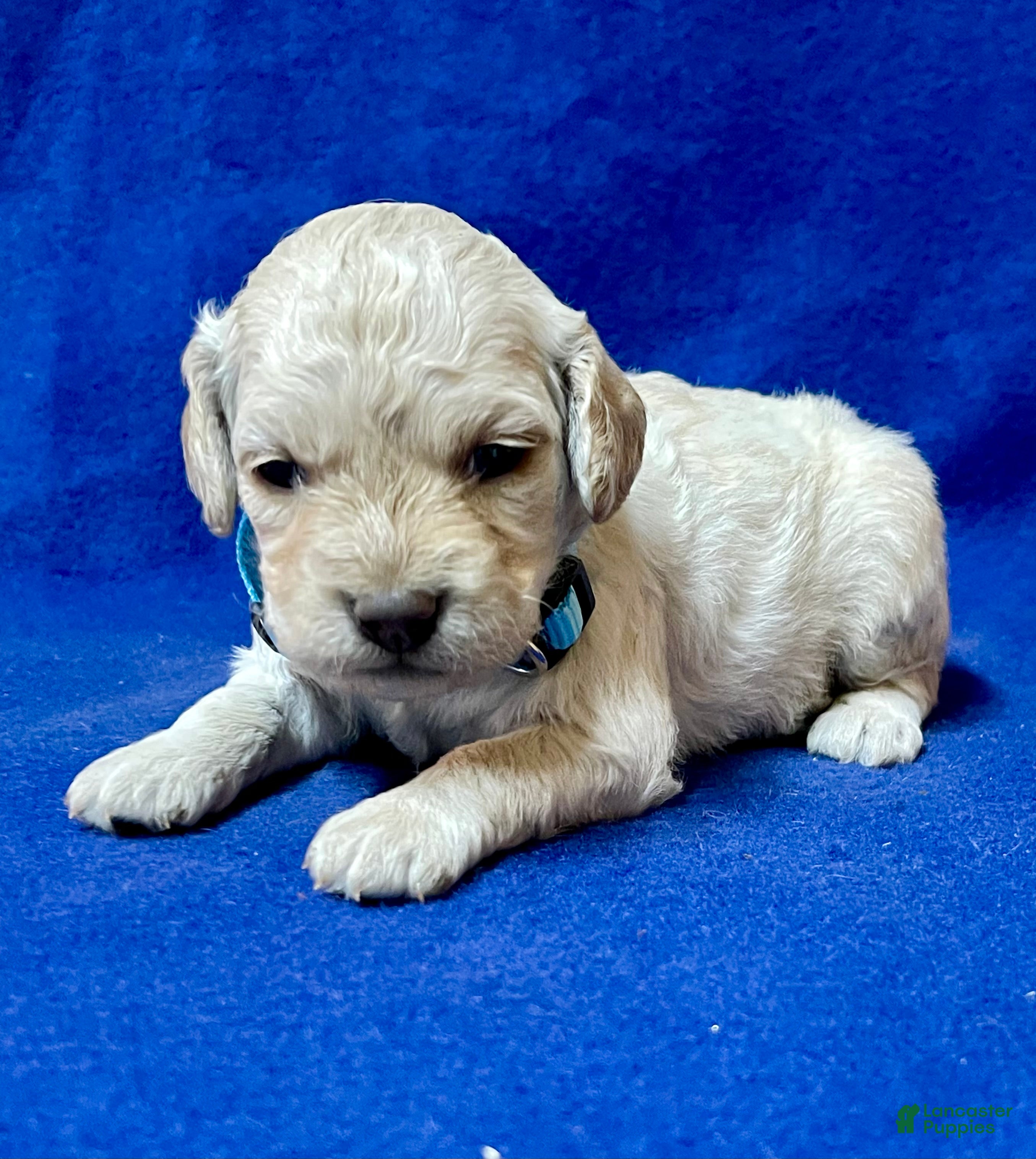 Cockapoo dogs for sale: Lily - Ad 4