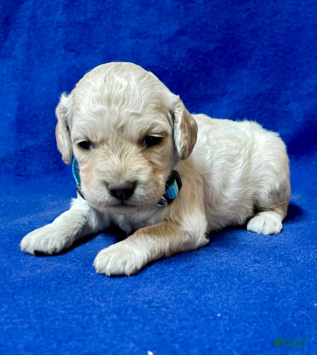 Cockapoo dogs for sale: Lily - Ad 1