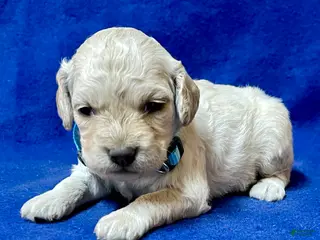 Cockapoo dogs for sale: Lily - Ad 4