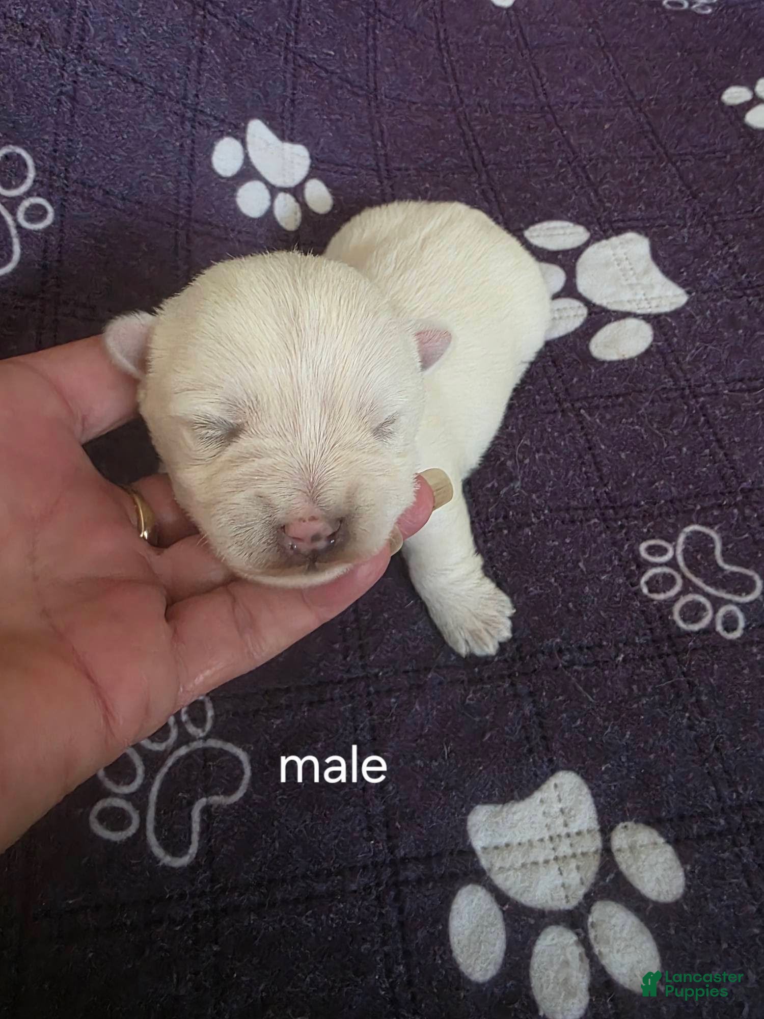 West Highland Terrier dogs Boy is a West Highland Terrier puppy - Ad 2