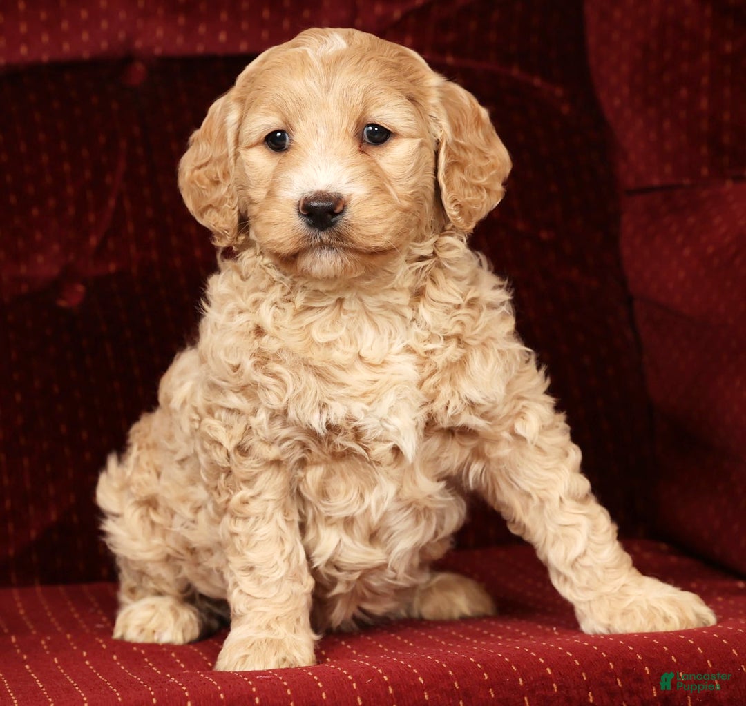 Labradoodle dogs for sale: Gracie - Ad 2