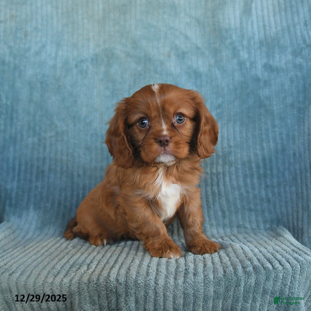 Cavalier King Charles Spaniel dogs for sale: Champ   - Ad 2
