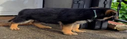 German Shepherd dogs for sale: Xena 🐾 - Ad 4
