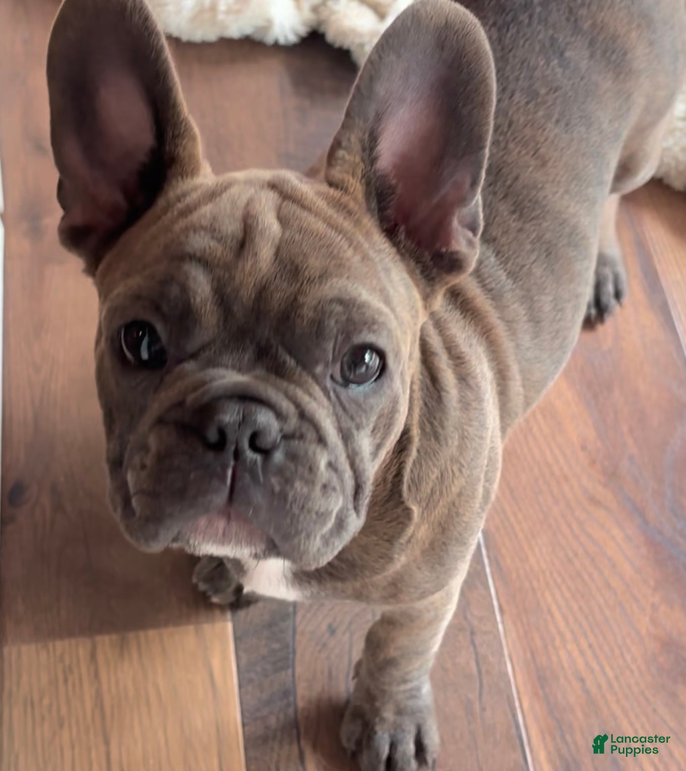 Frenchton dogs Hannuman - Ad 7