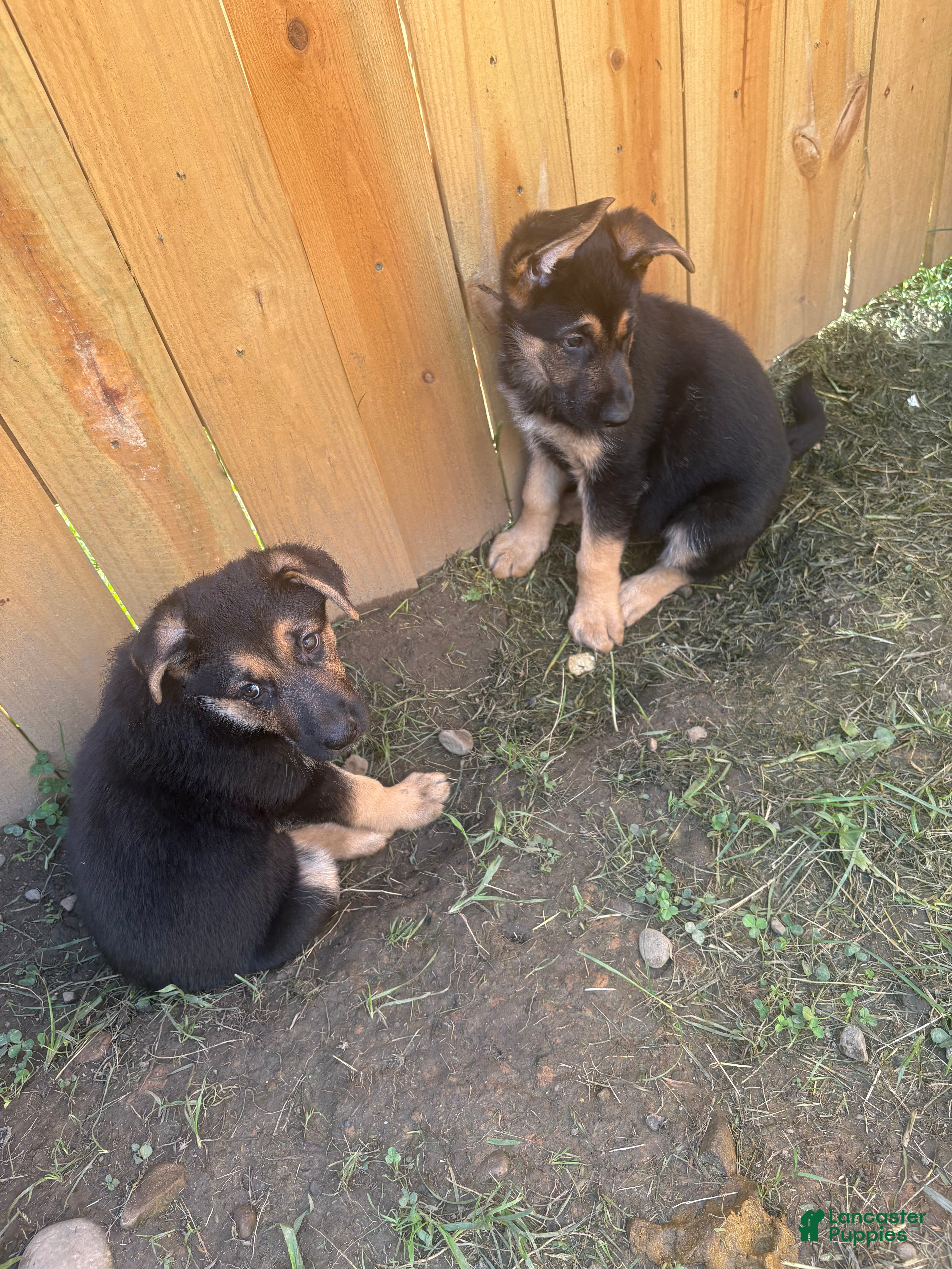 German Shepherd dogs German Shepherd 6 - Ad 13