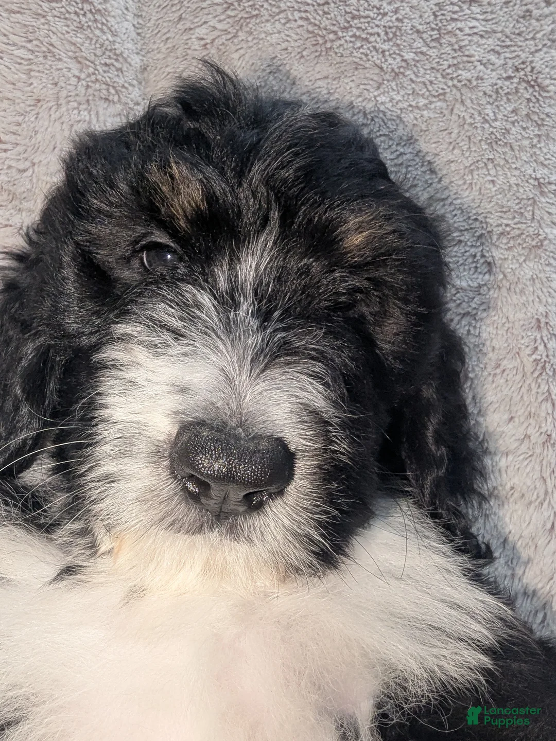 Mixed Breed dogs for sale: Lina - Ad 2