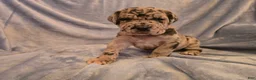 Mixed Breed dogs for sale: Dozer - Ad 1