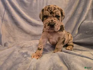 Mixed Breed dogs for sale: Dozer - Ad 1