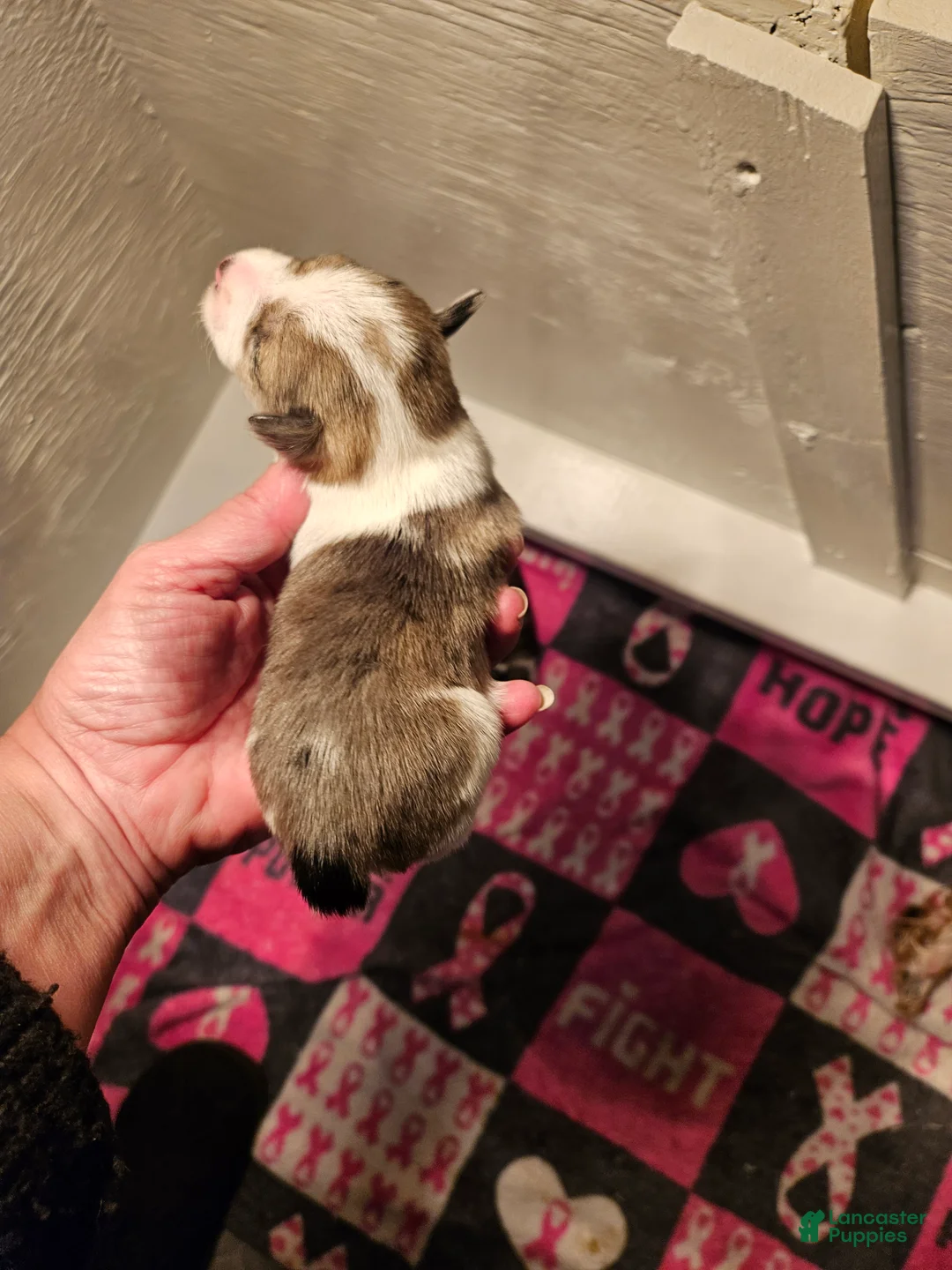 Miniature Schnauzer dogs for sale: Blue merle parti male  - Ad 2