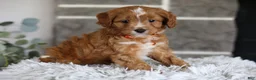 Cavapoo dogs for sale: Prince - Ad 8