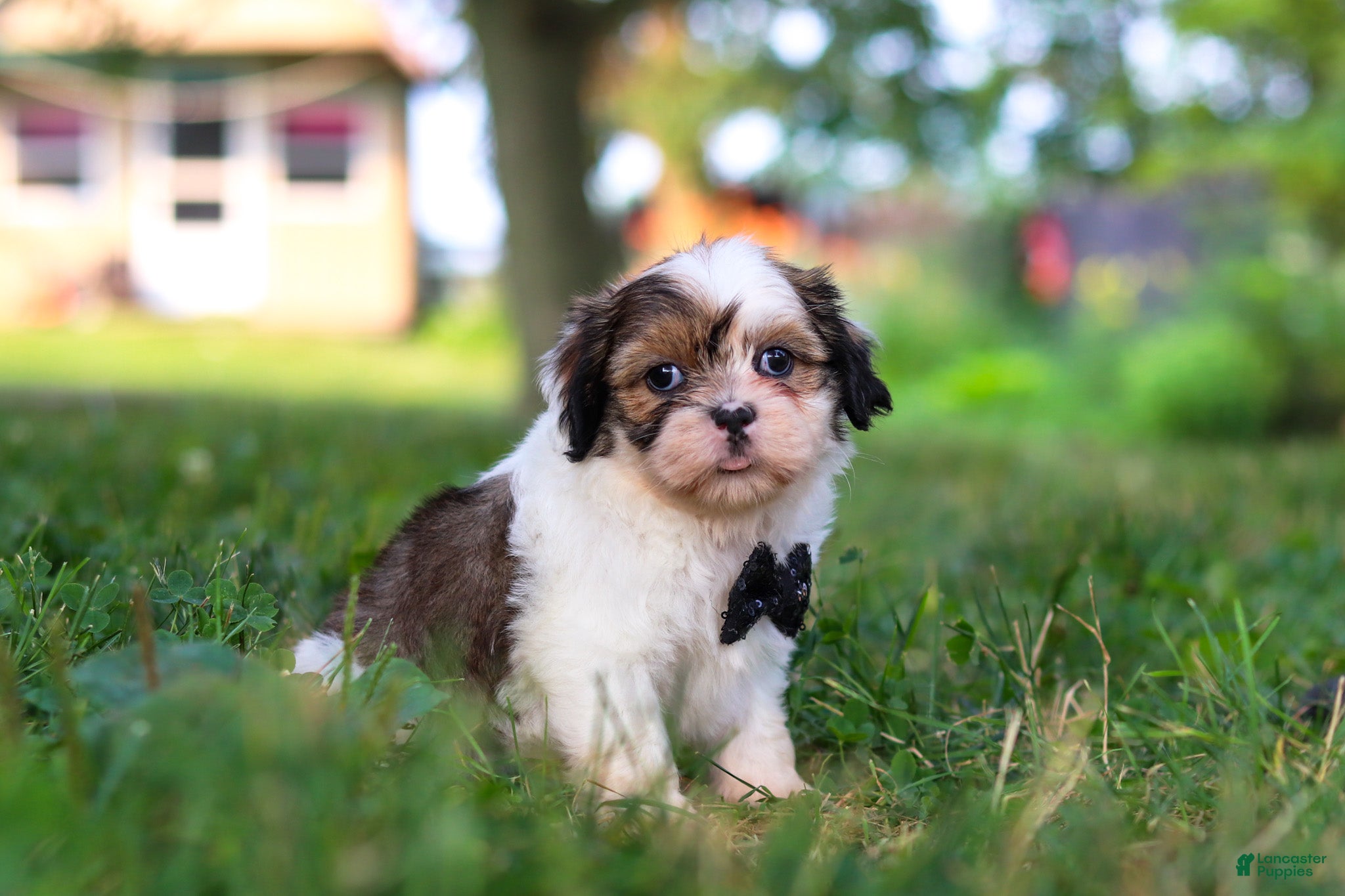 Shih Tzu dogs Tucker - Ad 2