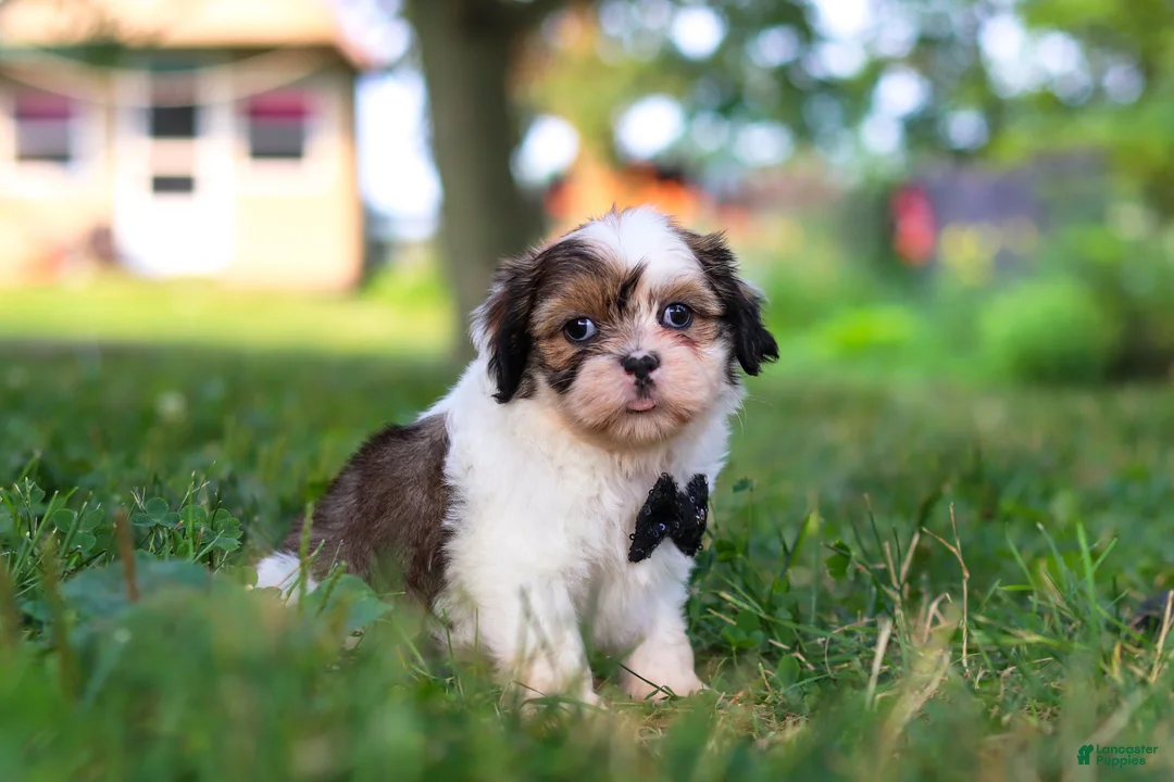 Shih Tzu dogs for sale: Tucker - Ad 2