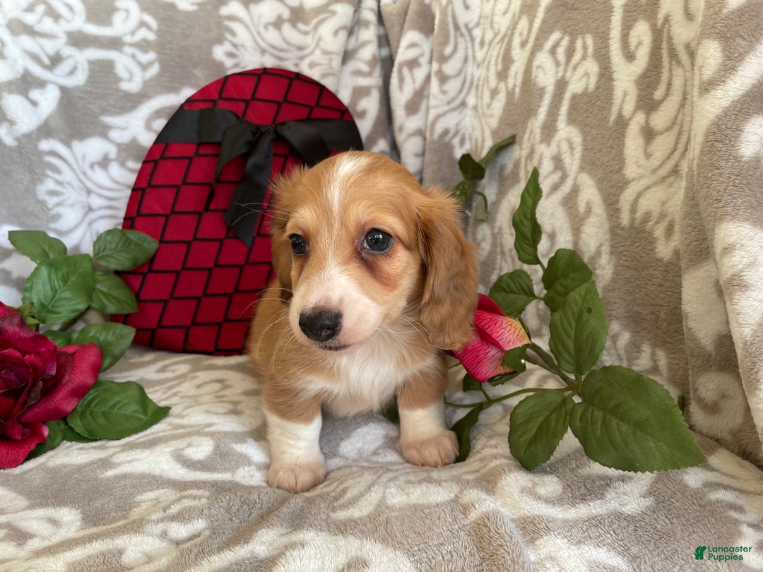 Miniature Dachshund dogs for sale: Blake - Ad 12