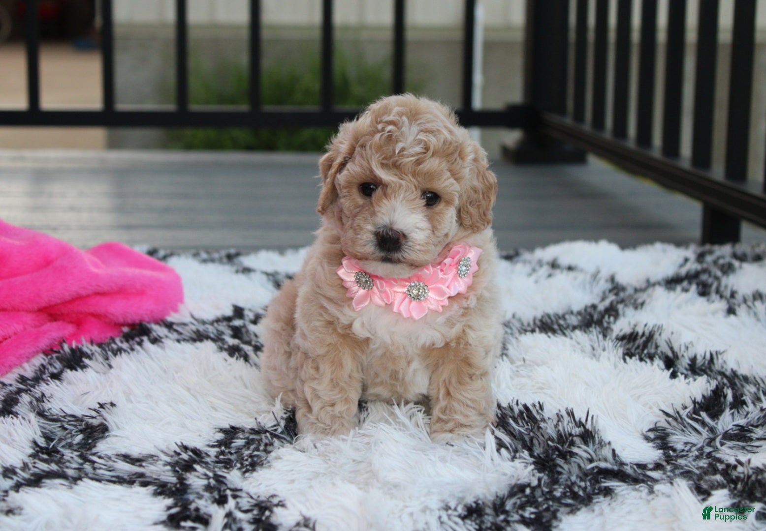 Bichpoo dogs Bichpoo 1Abby - Ad 2