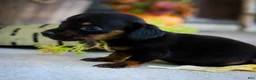 Miniature Dachshund dogs for sale: Hopper Miniature Dachshund  - Ad 4