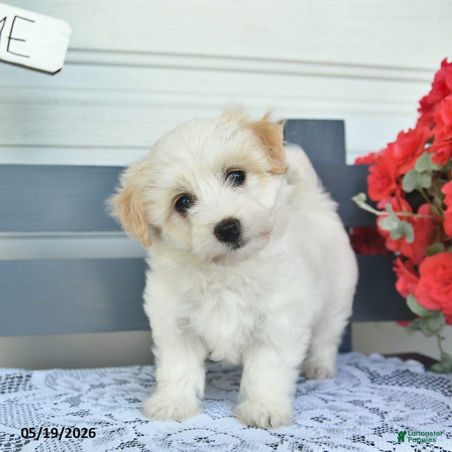 Havanese dogs Coconut - Ad 1