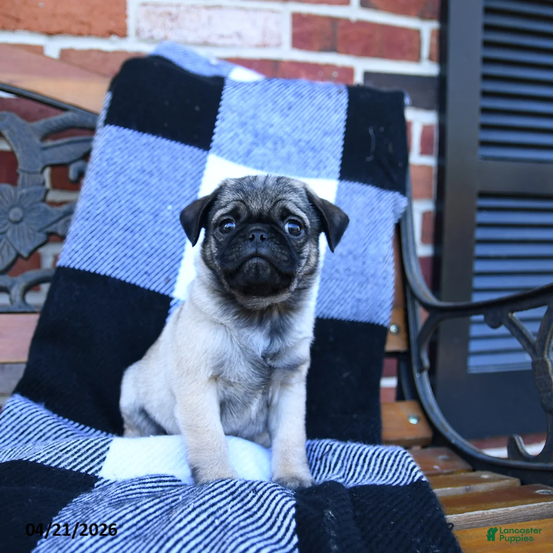 Pug dogs for sale: Taz - Ad 3