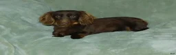 Miniature Dachshund dogs for sale: AKC Rose - Ad 8