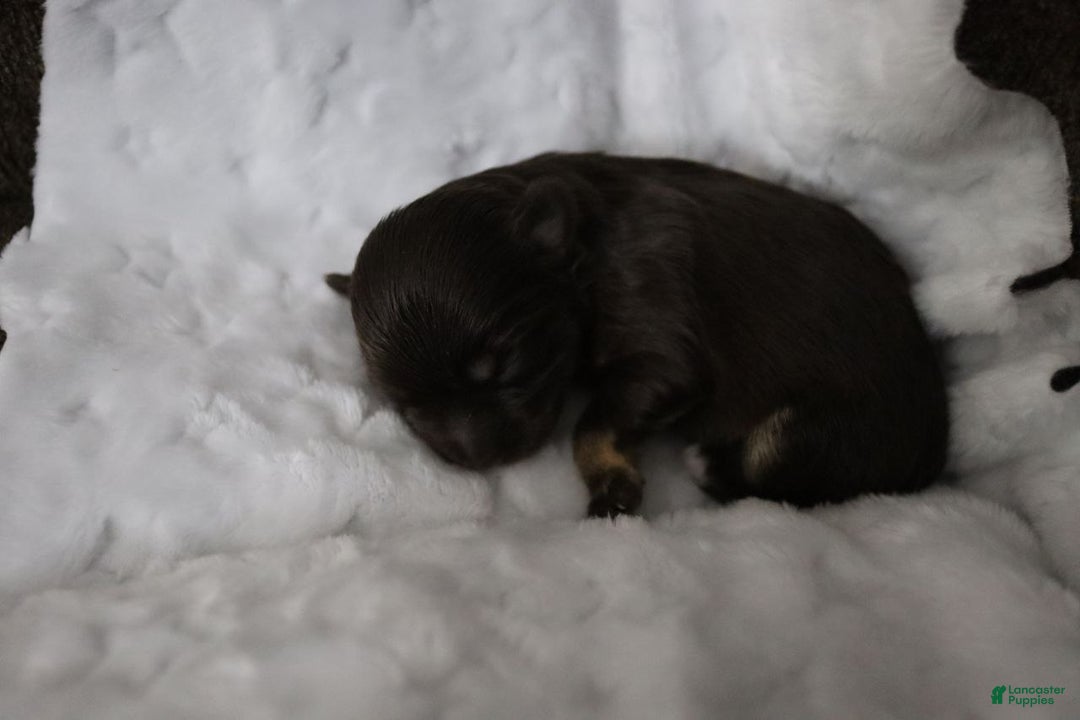 Havanese dogs for sale: Chocolate - Ad 13