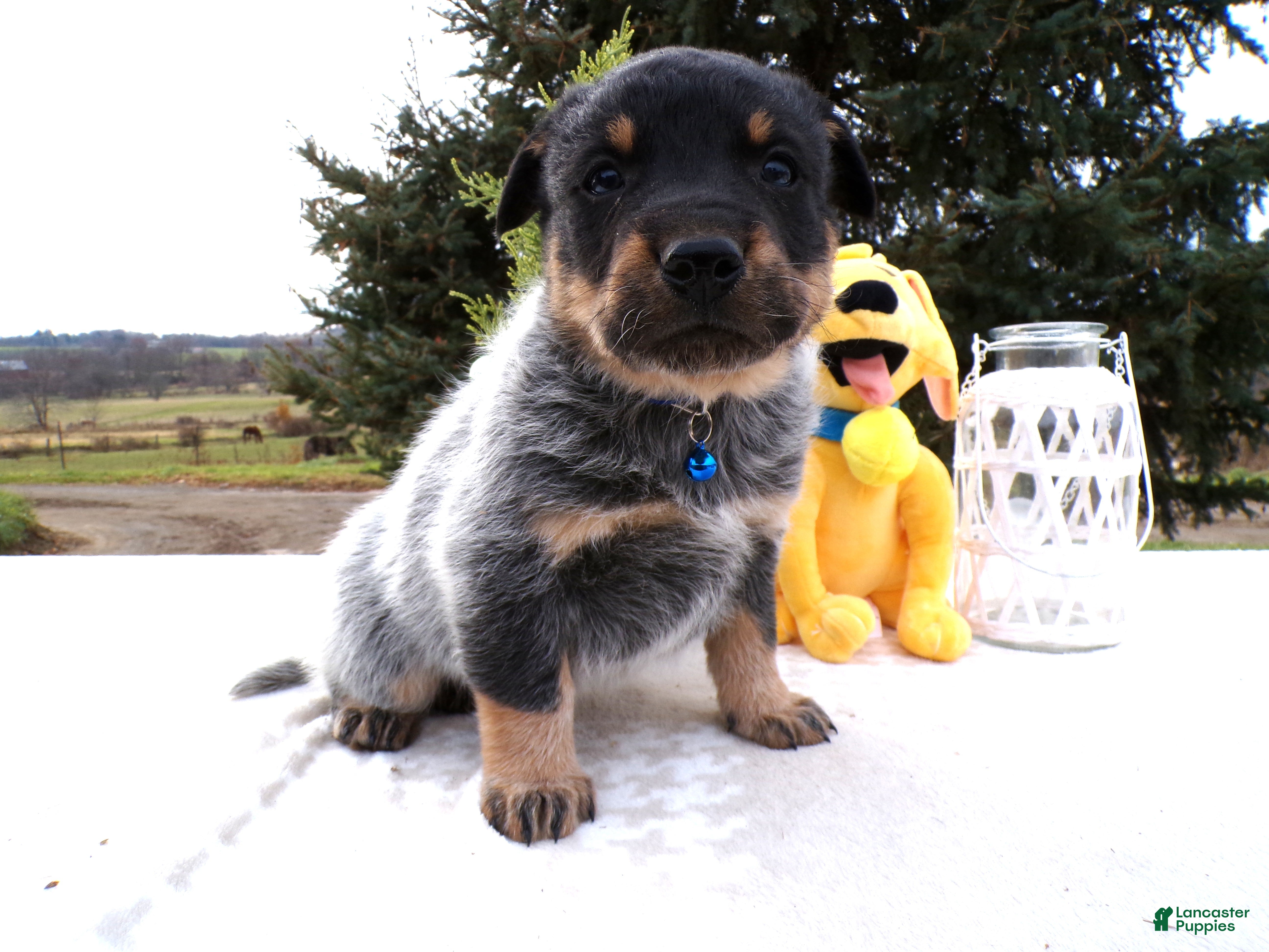 Australian Cattle Dog dogs Australian Cattle Dog Puppy 4 Malone - Ad 13