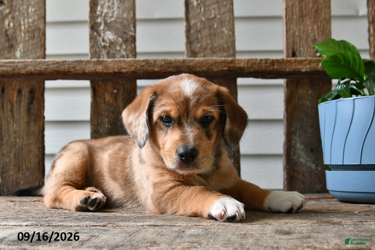 Mixed Breed dogs for sale: Willow - Ad 2