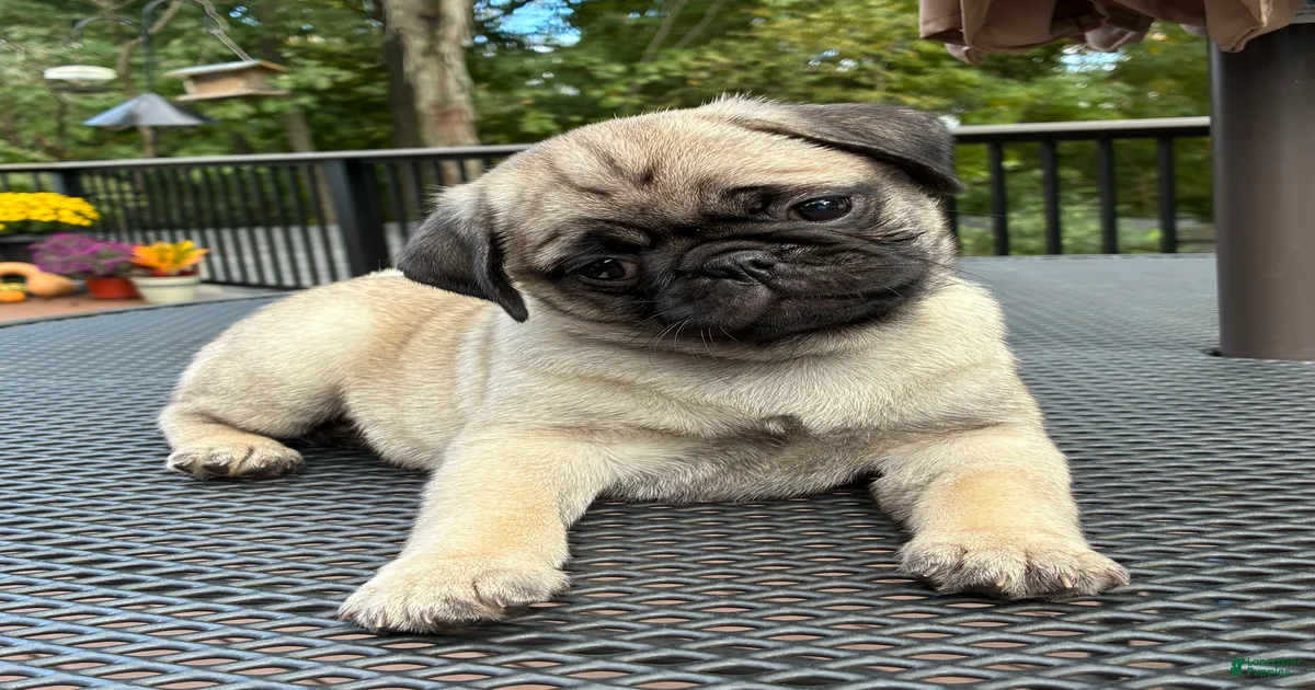 Female Pug Puppies for sale | Lancaster Puppies