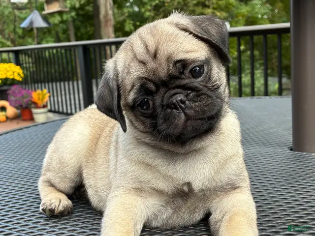 Pug dogs Addie - Ad 1