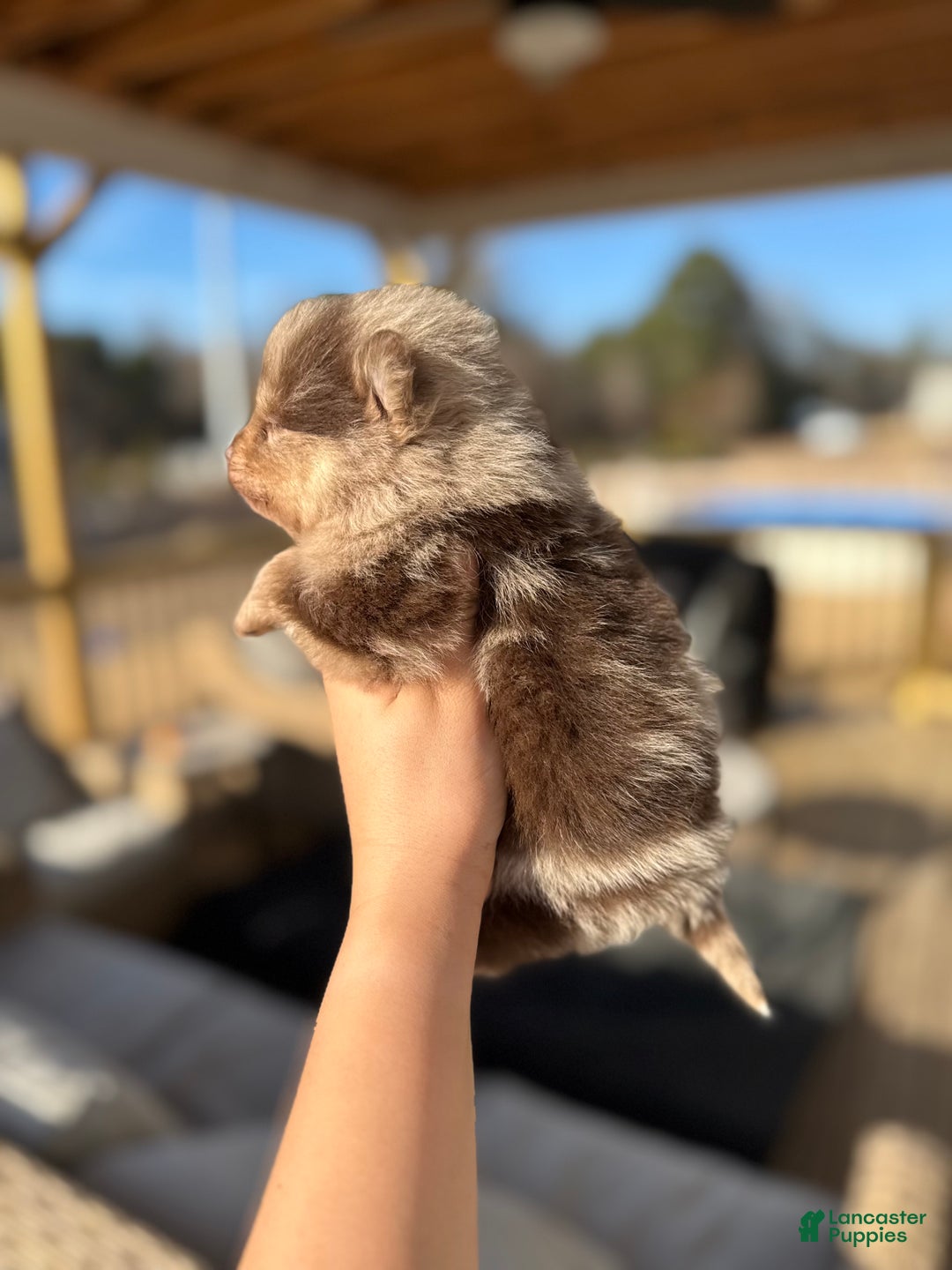 Mixed Breed dogs for sale: Ikaikoa - Ad 3