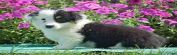 Welsh Corgi Pembroke dogs for sale: Jagger - Ad 3