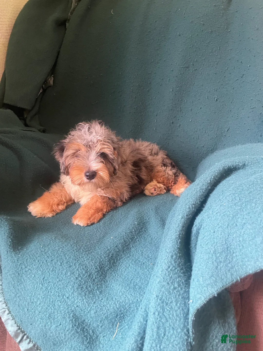 Cockapoo dogs for sale: Cockapoo 2 - Ad 2
