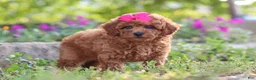 Miniature Poodle dogs for sale: Jill - Ad 1