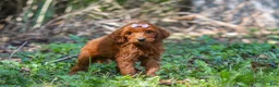 Goldendoodle dogs for sale: Chloe - Ad 5