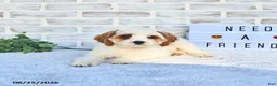 Cavapoo dogs for sale: Canonn - Ad 9