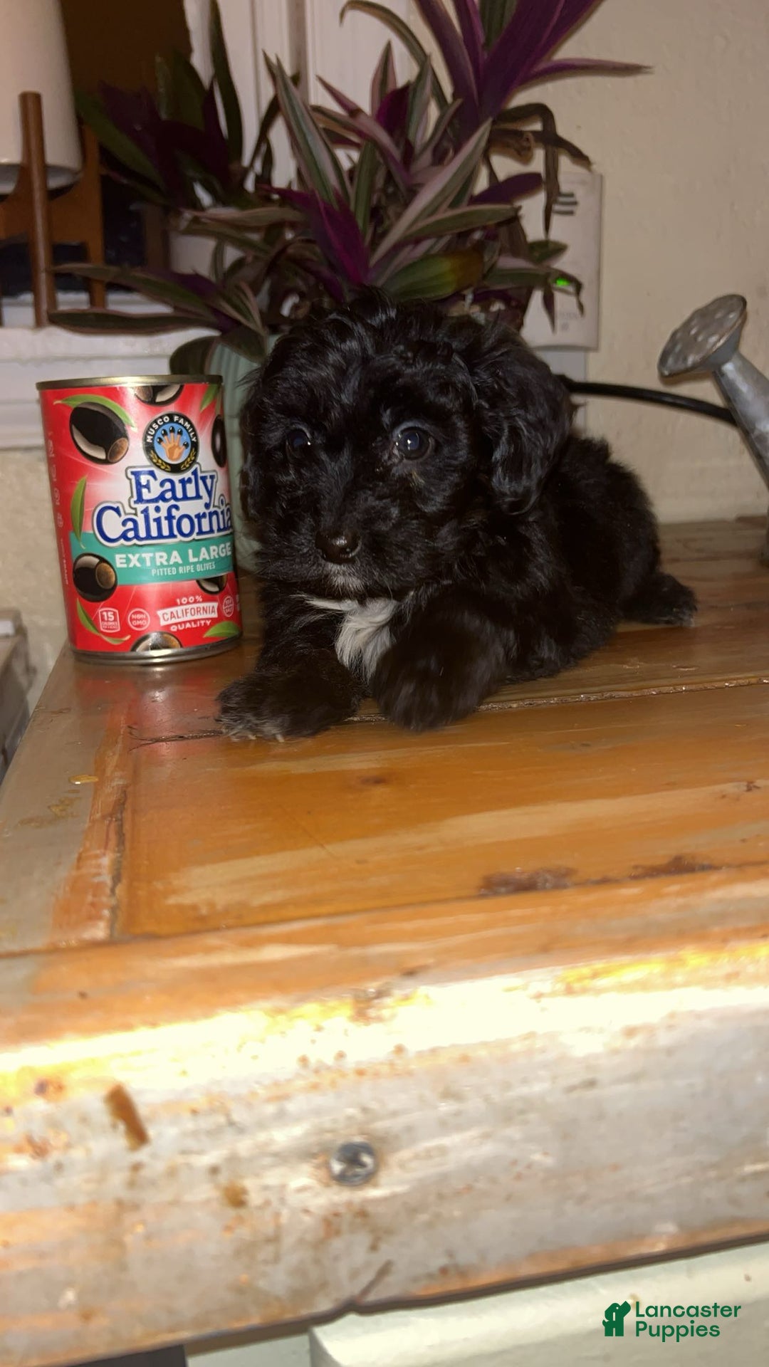 Mixed Breed dogs for sale: Puppy 2  toy aussiedoddle - Ad 3